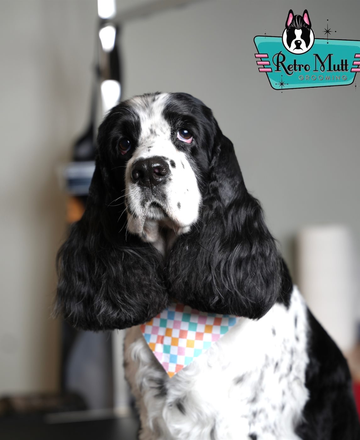 A black-and-white cocker spaniel in a pastel checked bandana, freshly groomed at Retro Mutt Grooming
